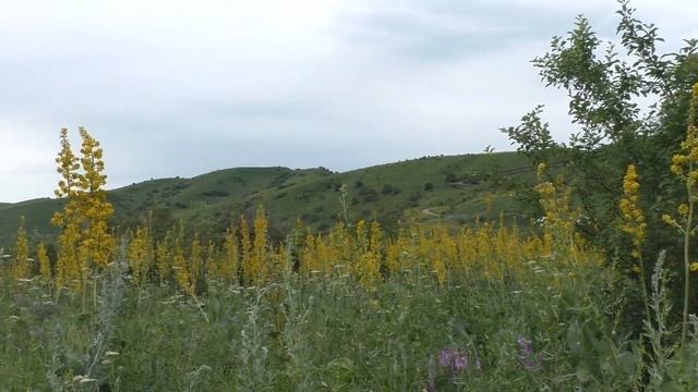 Алматы Сок Акбулак 21 06 19 Талгар смотреть онлайн