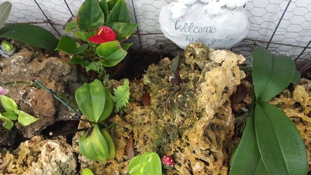 Cambios en el Cultivo de las Phalaenopsis / Orquidea mariposa en las rocas de coral🌾. смотреть онлайн