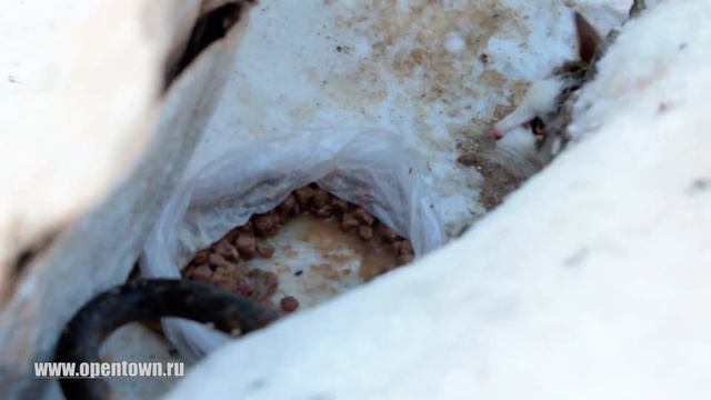 Котята живут с голубями на улице под плитой. Апатиты смотреть онлайн