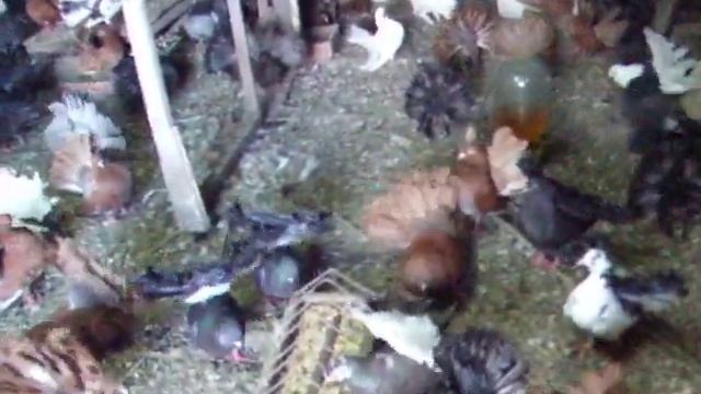 DSCF7298 смотреть онлайн