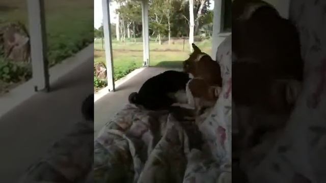 Basenji Play смотреть онлайн