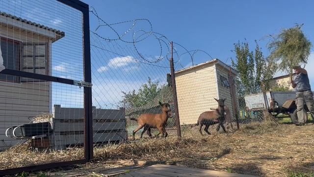 ?Жизнь в деревне,делаем ? сыр,козы ,куры,переехали на месяц в глухую деревню ?… смотреть онлайн