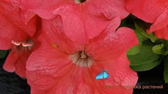 Петуния грандифлора Лимбо Джи Пи Салмон ? обзор: как сажать, семена петунии Лимбо Джи Пи Салмон смотреть онлайн