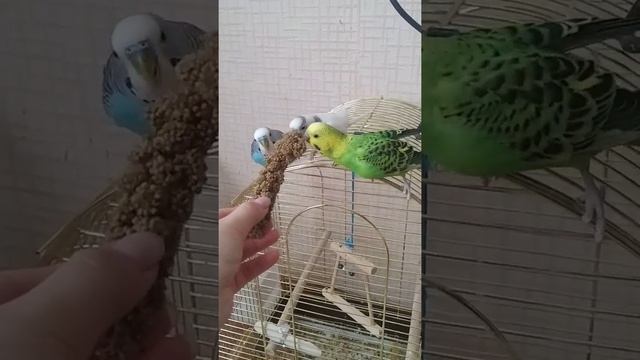 Волнистые попугаи едят сенегальское просо смотреть онлайн