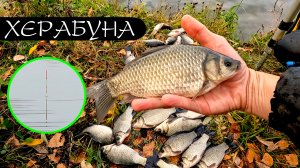 Новая удочка. Карась. Ветер.