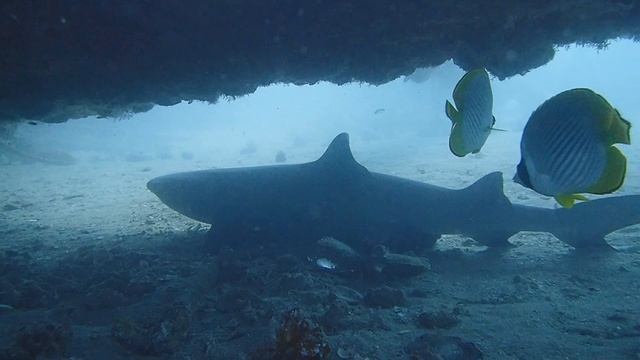 Exmouth Ningaloo Reef Underwater - Nikon w300 and Olympus TG-6 смотреть онлайн