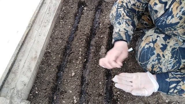 Посев капусты на рассаду в теплице смотреть онлайн