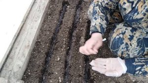 Посев капусты на рассаду в теплице