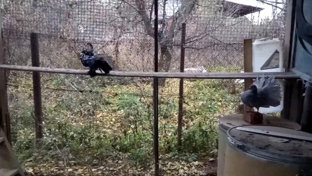 Голуби Павлины Продажа смотреть онлайн