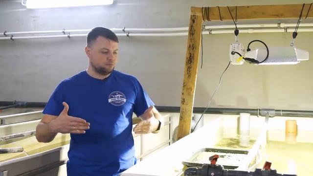 Хлорелла в УЗВ - бесплатный фильтр, кислород и корм для рыбы! #хлорелла #АкваФерма #альготек смотреть онлайн