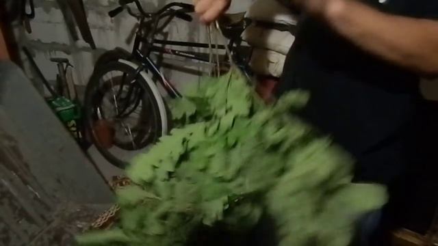 Как заготовить дубовый веник для бани. Часть 2 смотреть онлайн