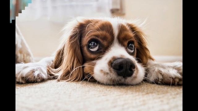 Правда ли, что в Финляндии нет бездомных животных? смотреть онлайн