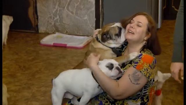 Собаки...Много собак!!! Четвероногие и их проблемы! смотреть онлайн