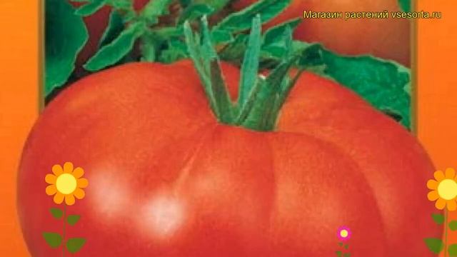 Томат Этюд F1 (Томат). Краткий обзор, описание характеристик, где купить семена solánum lycopérsicu смотреть онлайн