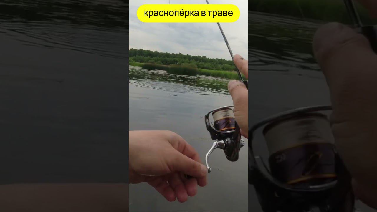 #мормышинг | Красноперка в траве | смотреть онлайн