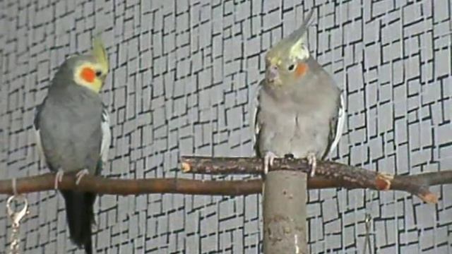 Кор и какарик смотреть онлайн