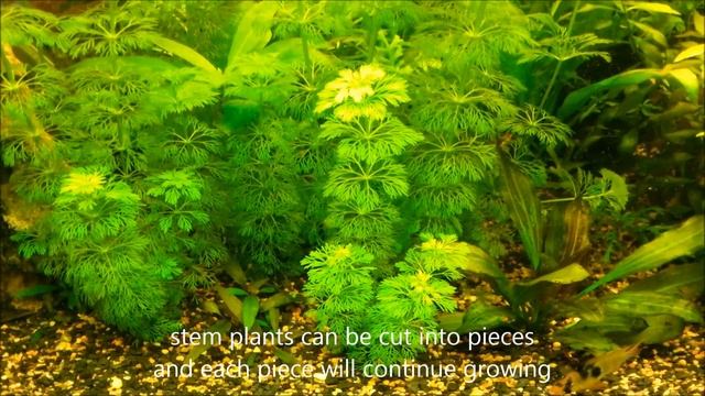 Best Live Plants for Tropical Aquariums - Limnophila Sessiliflora смотреть онлайн