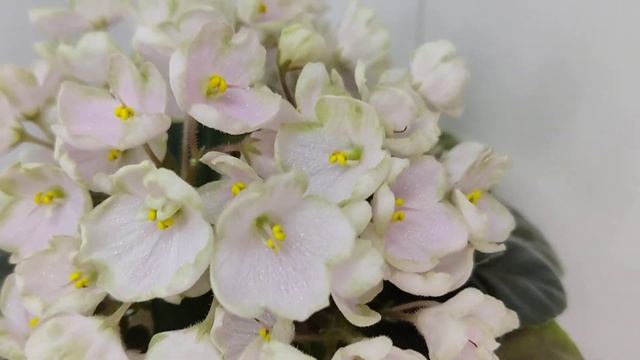 Фиалка Н-Подснежник смотреть онлайн