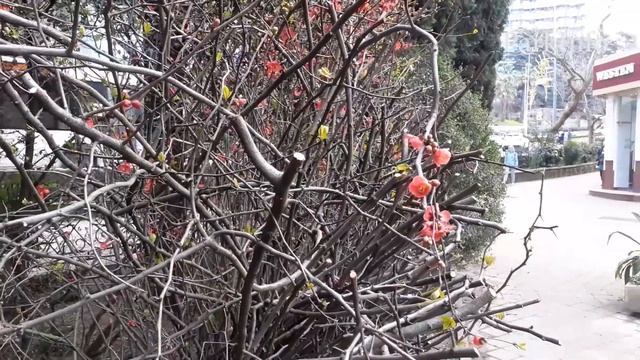 Цветущие деревья в Сочи весной 2022 смотреть онлайн