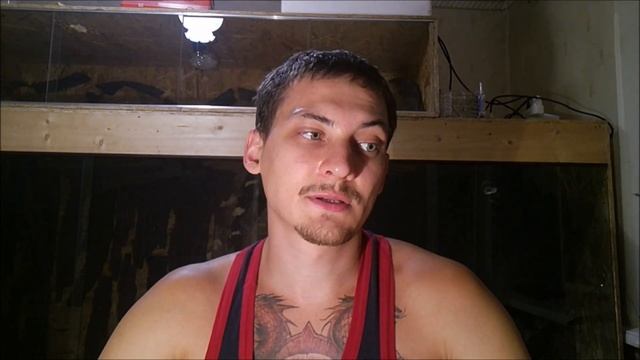 Мадагаскарский таракан: содержание, разведение. Gromphadorhina portentosa смотреть онлайн