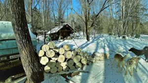 ЗАХОТЕЛ ПОЖИТЬ В ТАЙГЕ ОДИН. ДЕРСУ УЕХАЛ. НАКОРМИЛИ ПЧЕЛ, КАК РАЗ ВОВРЕМЯ.