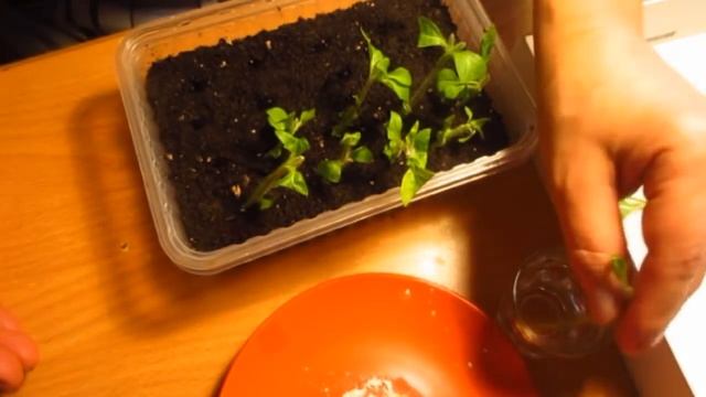 Черенкование петуний зимой смотреть онлайн