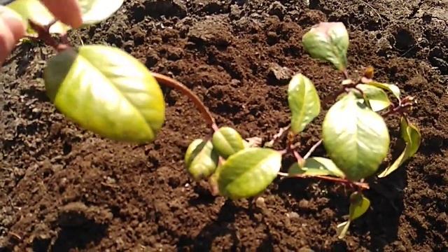 Рододендроны из Поиска. смотреть онлайн