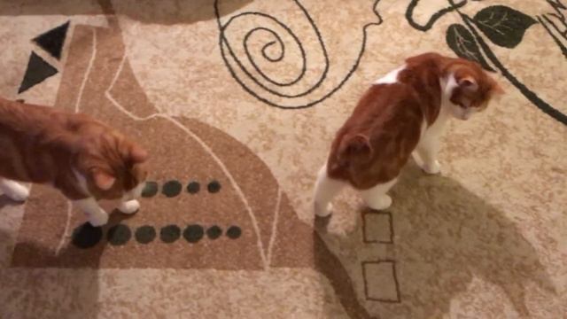 Лютик и Альфа играют с веревочкой смотреть онлайн