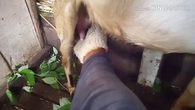 CARA MEMERAH AIR SUSU UNTUK ANAK KAMBING YANG KURUS смотреть онлайн