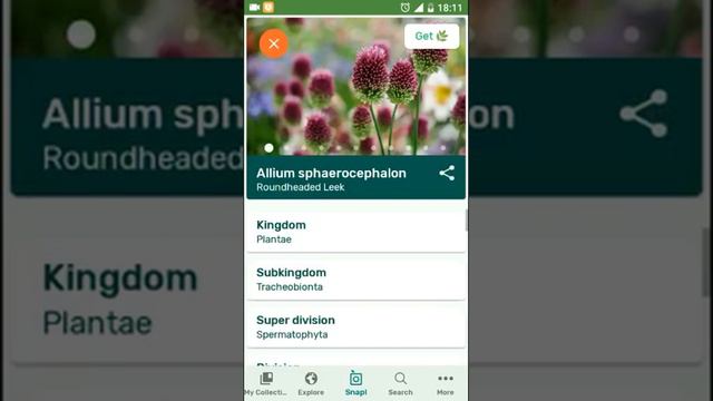 PlantSnap identifies a Roundheaded Leek (Allium sphaerocephalon) смотреть онлайн