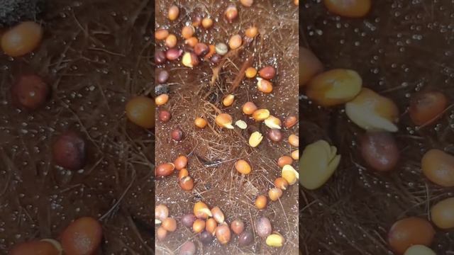 Микрозелень. 2й день