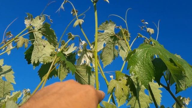 Прищипка точек роста винограда, удаление пасынков - для чего и когда? смотреть онлайн