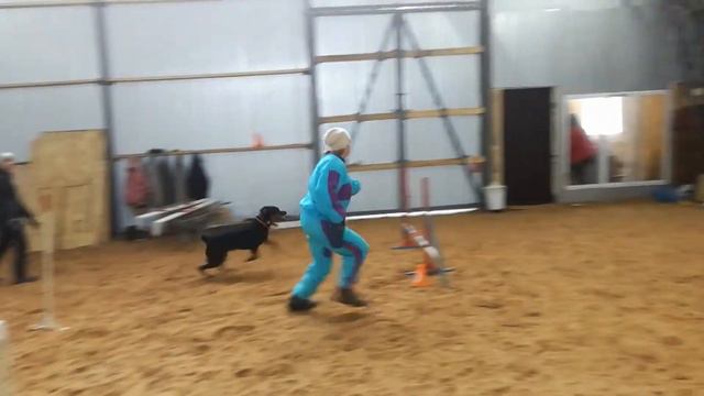 Второе занятие по аджилити смотреть онлайн