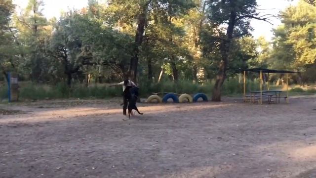 Доберман. Дрессировка добермана: защитная работа. Дрессировка GoDog. смотреть онлайн