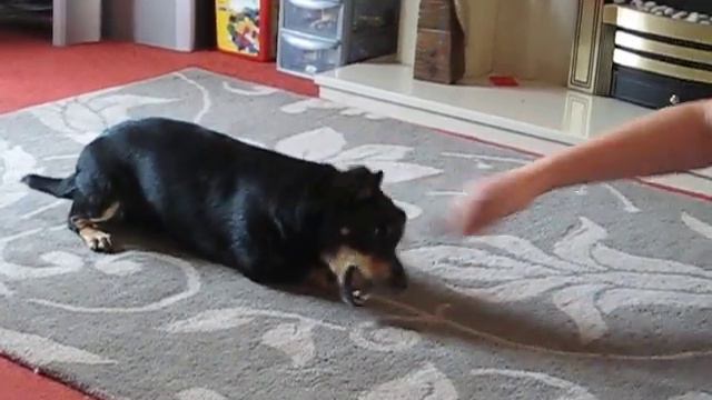 Dog Tricks (Lancashire Heeler)