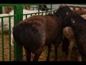 Экстерьерные особенности овец Эдильбаевской породы. Гишларкаев Е.И.
