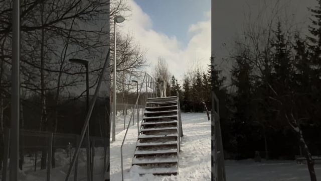Послушка с акитой!)) смотреть онлайн
