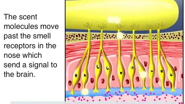 Сделай Свой Мир