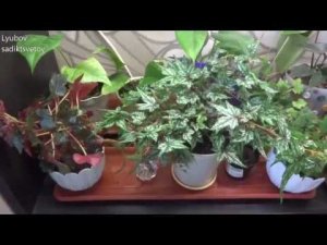 Комнатные цветы/растения. Каудексные бегонии. Бегония Дрега. Пересадка.