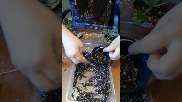 Фиалки, Фитильный полив