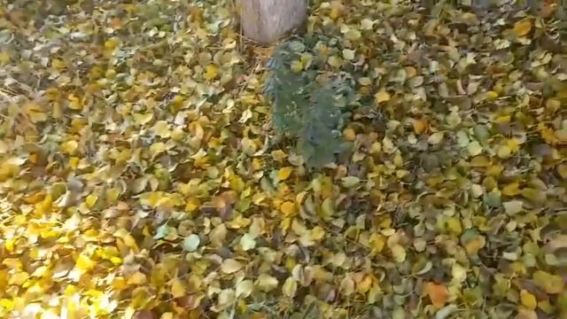 69. Капуста-Только такой сорт//Осенний обзор огорода// смотреть онлайн