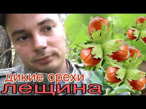 ОРЕХОВЫЙ СПАС собираем лесные орехи смотреть онлайн