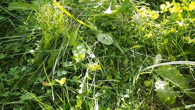 Садовые ножницы, отзыв!!! смотреть онлайн