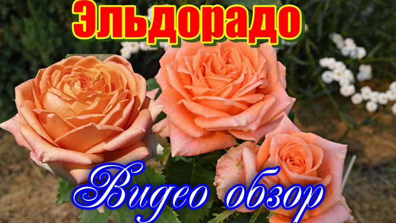 Видео обзор розы Эльдорадо (Чайно гибридная) -Eldorado (Howard & Smith США, 1923) смотреть онлайн