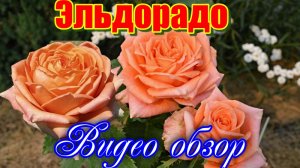 Видео обзор розы Эльдорадо (Чайно гибридная) -Eldorado (Howard & Smith США, 1923)