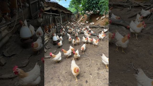 Unrecognizable chicks that look alike смотреть онлайн