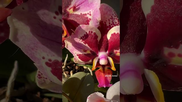Первые цветения деток орхидей: Dream Diamond, Son Ya’s Diamond Queen, Sun Beauty, PF-5017, Neptune смотреть онлайн