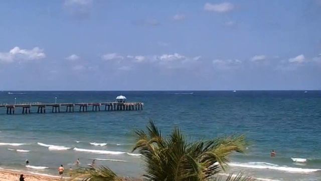 Питаются энергетикой: эти растения нельзя держать дома смотреть онлайн