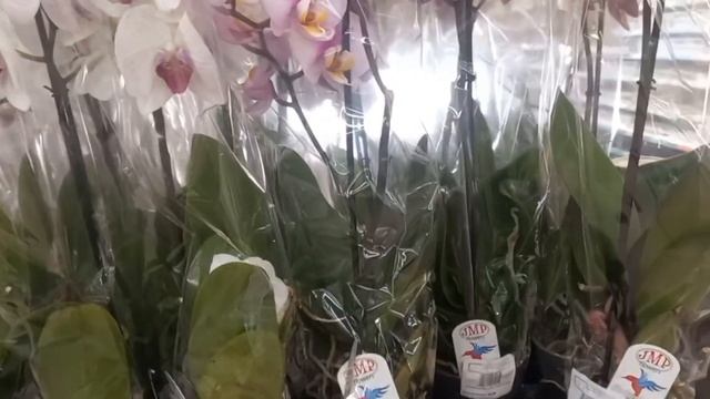 ОРХИДЕИ и не только В ЛЕРУА МЕРЛЕН. Коротенький обзор растений. смотреть онлайн