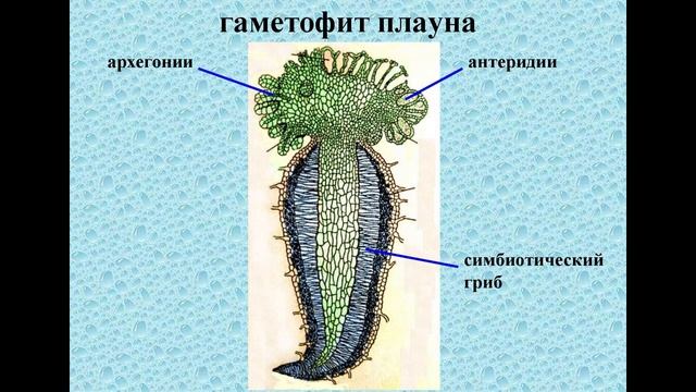 Плауны смотреть онлайн